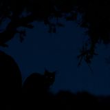 Eduardo Blanco Mendizabal - Spanien