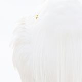 Dr. Siegmar Bergfeld, GDT