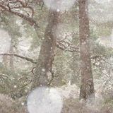 Dorin Bofan – Rumänien