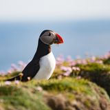 Papageitaucher auf Fair Isle