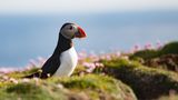 Papageitaucher auf Fair Isle
