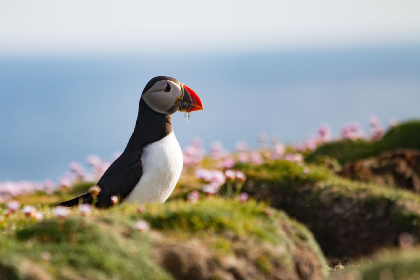 Papageitaucher auf Fair Isle