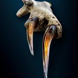 Fänge der Afrikanischen Baumschlange