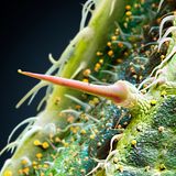 Brennhaar von einer Brenn­nessel