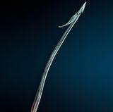 Harpune einer Streifen-Kegelschnecke