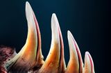 Die Zähne der Gila-Krusten­echse