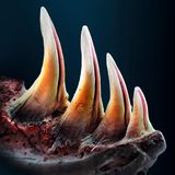 Die Zähne der Gila-Krusten­echse