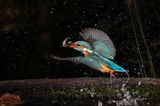 Eisvogel