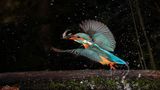 Eisvogel