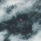 Gelbe Lärche im Fichtenwald