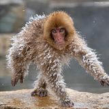 Roie Galitz/The Comedy Wildlife Photography Awards 2019