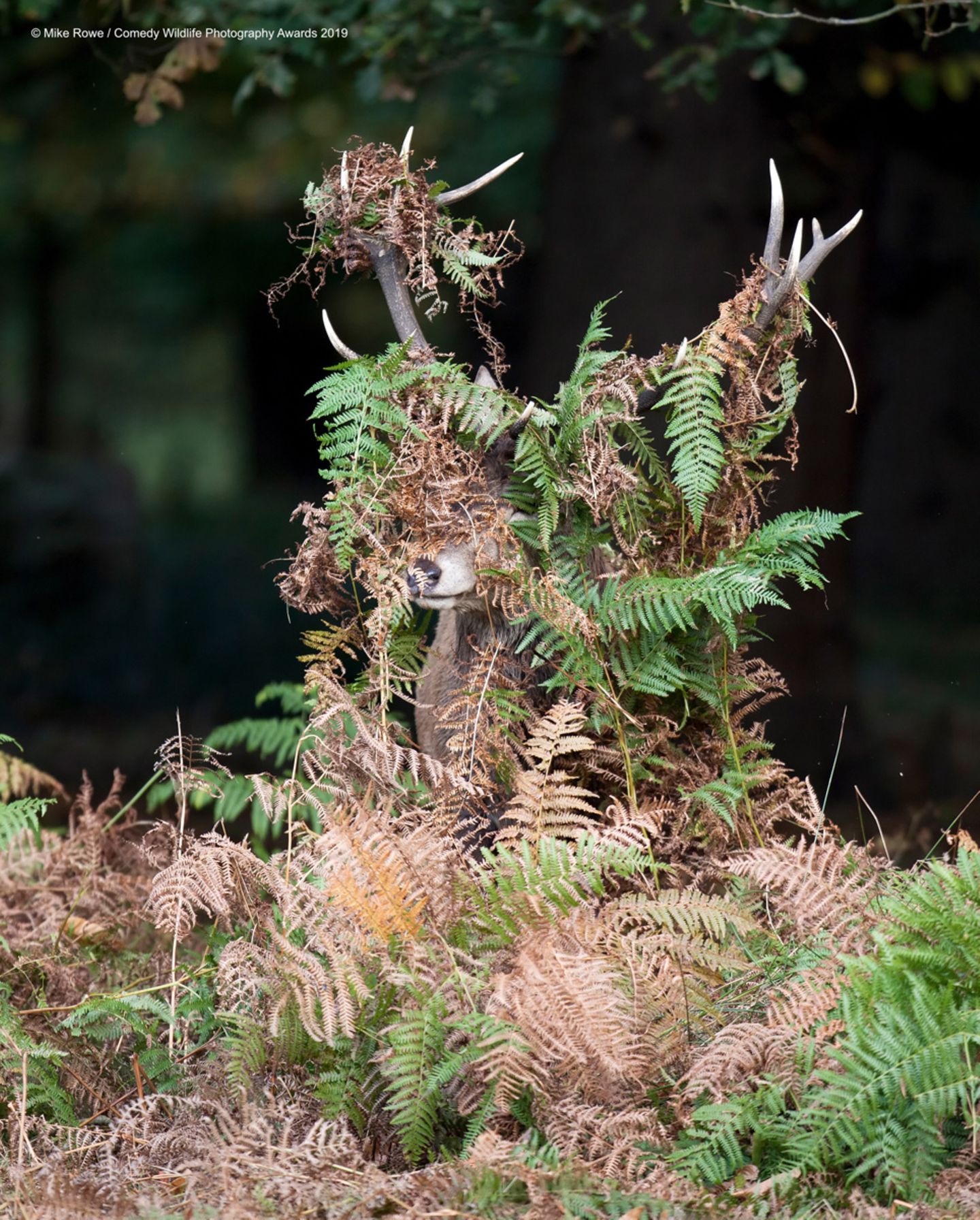 Mike Rowe/The Comedy Wildlife Photography Awards 2019