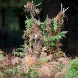 Mike Rowe/The Comedy Wildlife Photography Awards 2019