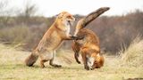 Alastair Marsh/The Comedy Wildlife Photography Awards 2019