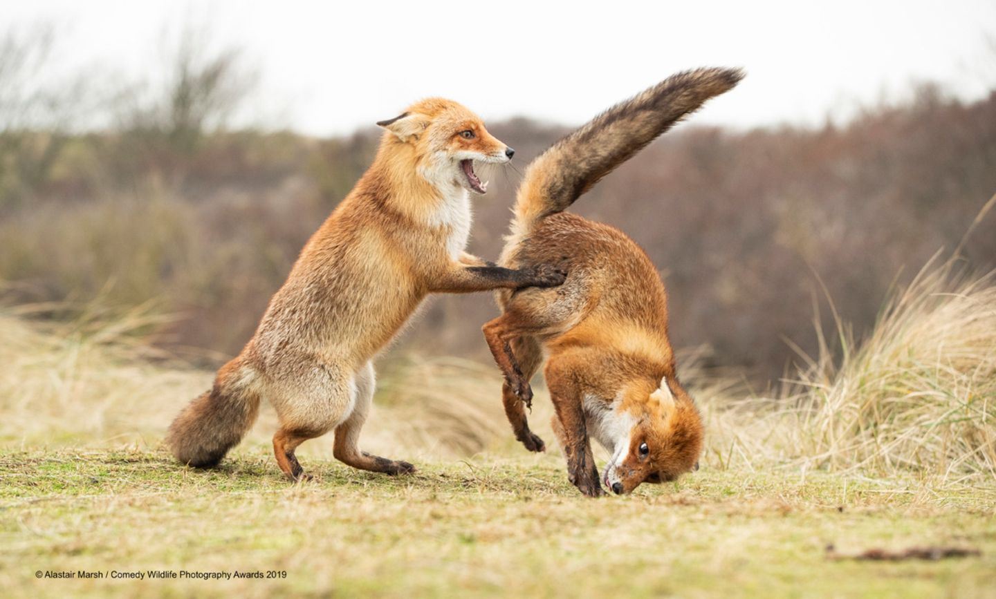 Alastair Marsh/The Comedy Wildlife Photography Awards 2019