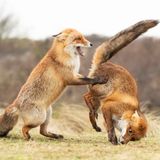 Alastair Marsh/The Comedy Wildlife Photography Awards 2019