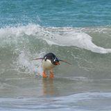 Elmar Weiss/Comedy Wildlife Photography Awards 2019