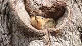Corey Seeman/The Comedy Wildlife Photography Awards 2019