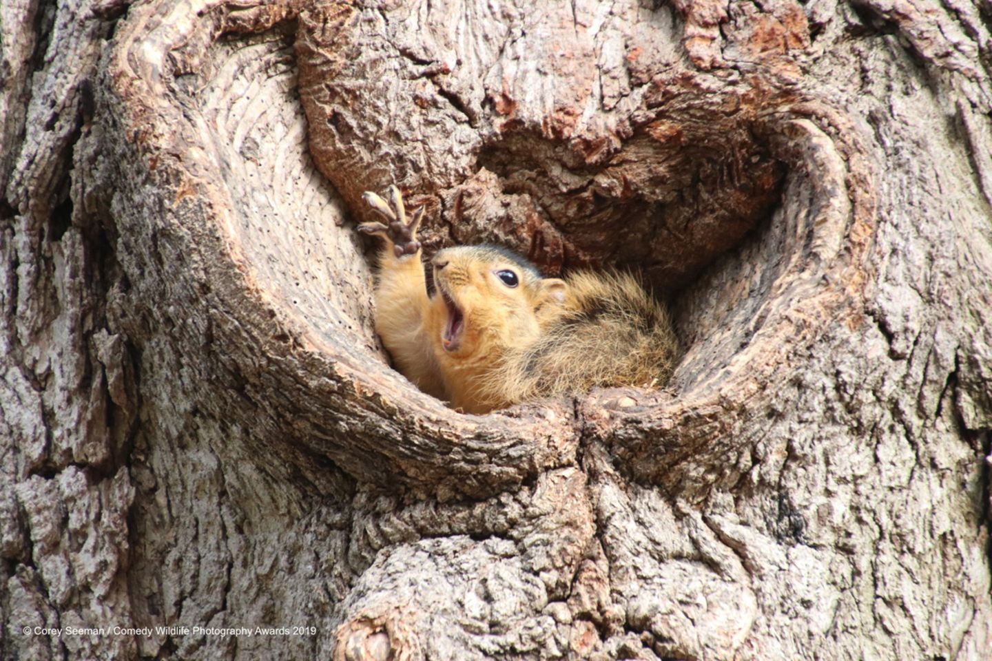 Corey Seeman/The Comedy Wildlife Photography Awards 2019