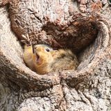 Corey Seeman/The Comedy Wildlife Photography Awards 2019