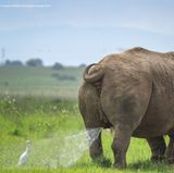 TILAKRAJ NAGARAJ/The Comedy Wildlife Photography Awards 2019