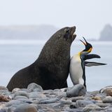 Thomas Mangelsen/The Comedy Wildlife Photography Awards 2019