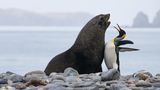 Thomas Mangelsen/The Comedy Wildlife Photography Awards 2019