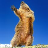 Martina Gebert/The Comedy Wildlife Photography Awards 2019