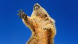 Martina Gebert/The Comedy Wildlife Photography Awards 2019