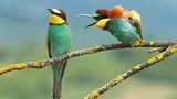 Vlado Pirsa/The Comedy Wildlife Photography Awards 2019