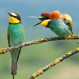 Vlado Pirsa/The Comedy Wildlife Photography Awards 2019