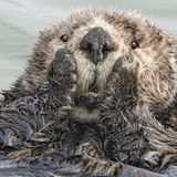 Harry Walker/The Comedy Wildlife Photography Awards 2019