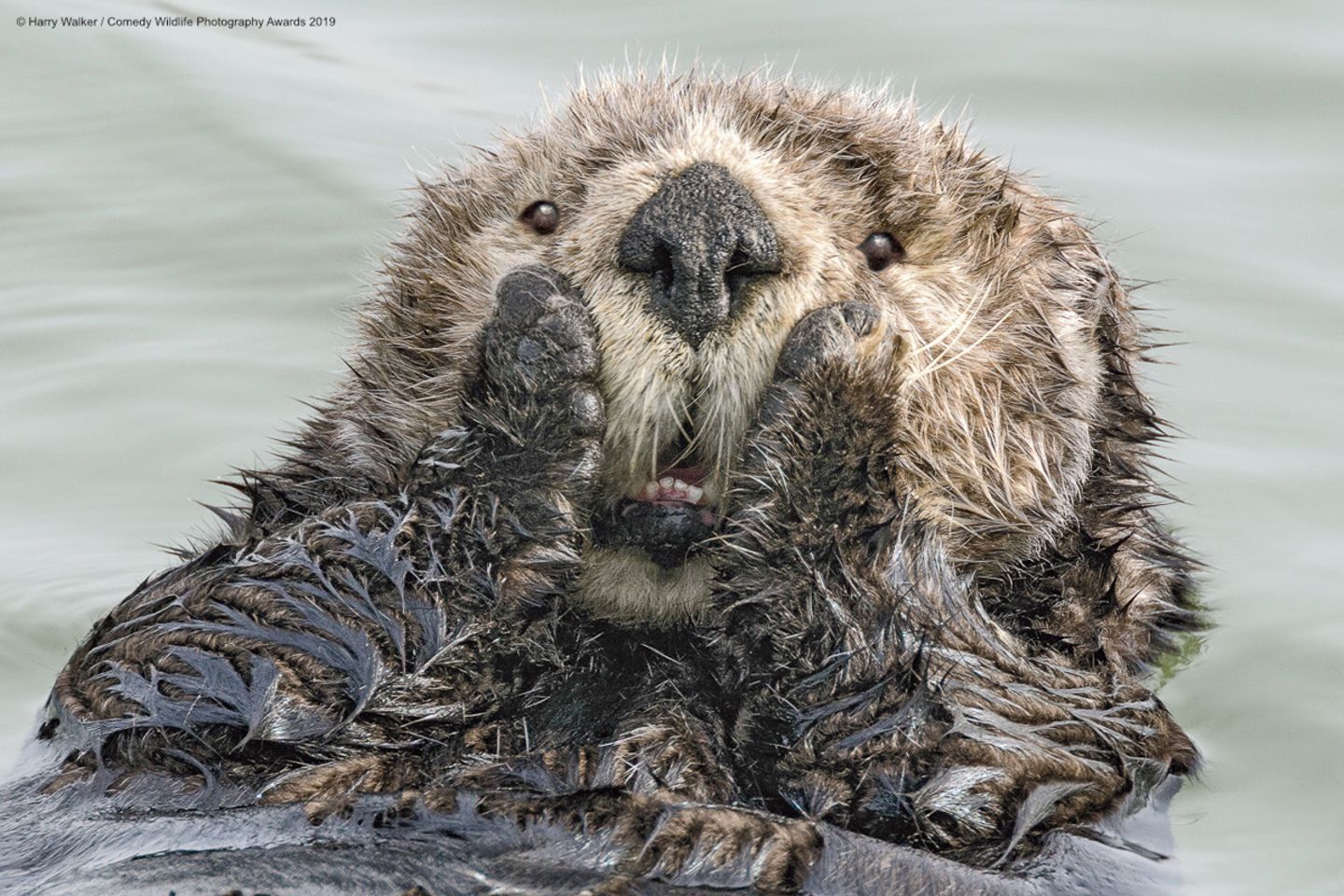 Harry Walker/The Comedy Wildlife Photography Awards 2019