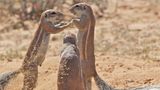 Elaine Kruer/The Comedy Wildlife Photography Awards 2019
