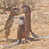 Elaine Kruer/The Comedy Wildlife Photography Awards 2019