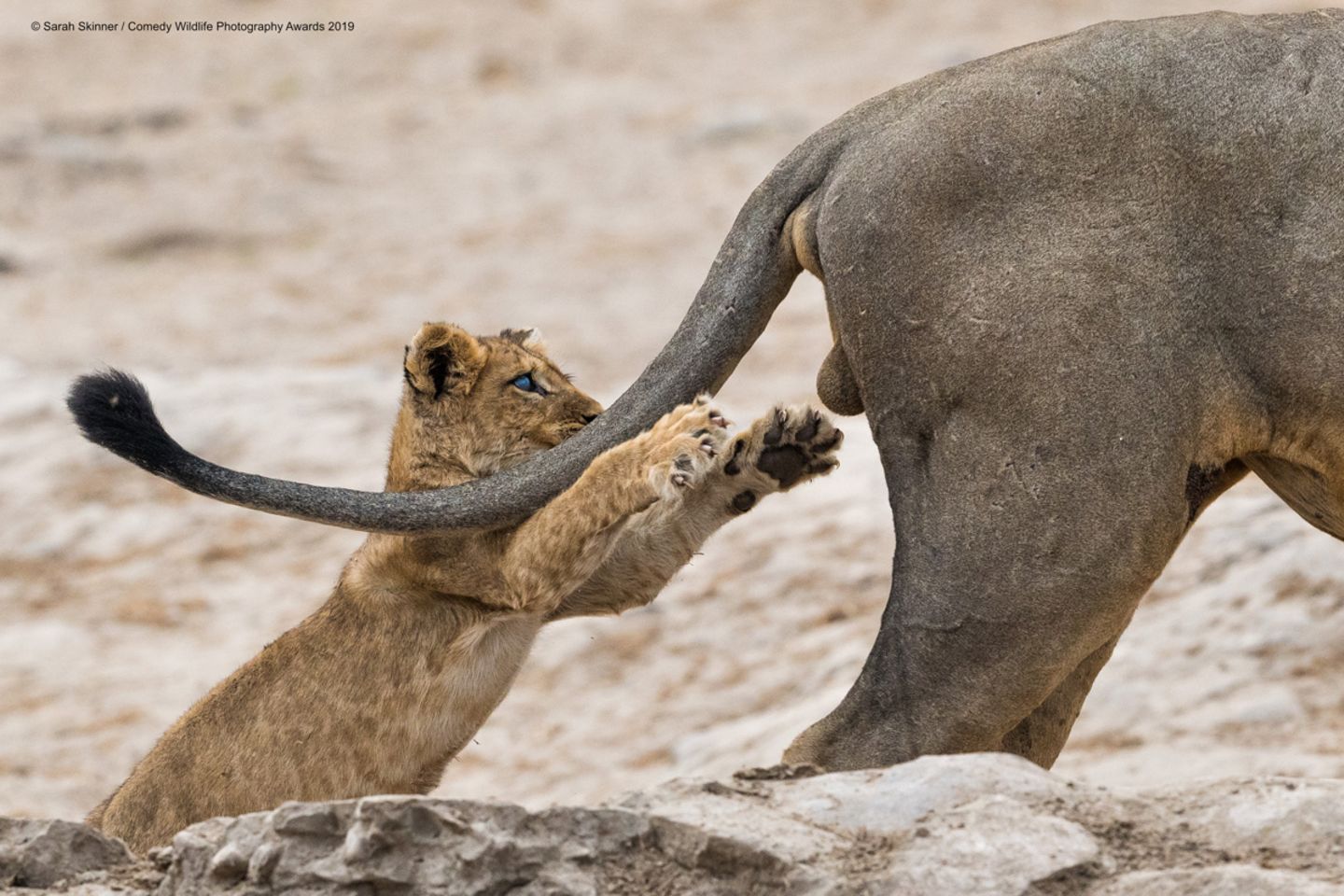 Sarah Skinner/The Comedy Wildlife Photography Awards 2019 Sarah Skinner/The Comedy Wildlife Photography Awards 2019