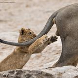 Sarah Skinner/The Comedy Wildlife Photography Awards 2019