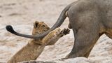 Sarah Skinner/The Comedy Wildlife Photography Awards 2019