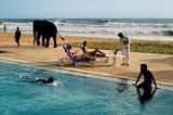 Animals von Steve McCurry