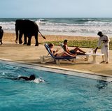 Animals von Steve McCurry