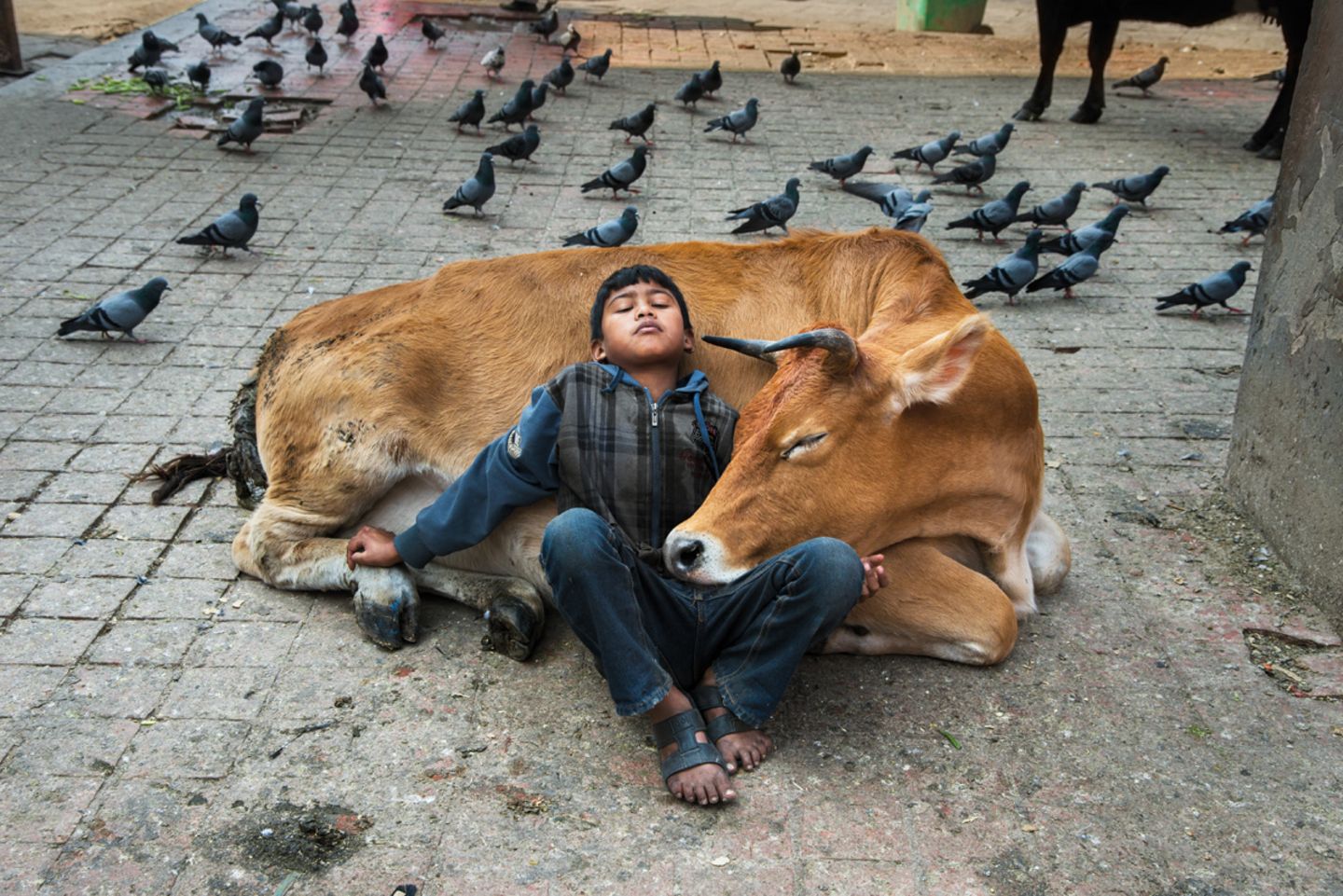 Animals von Steve McCurry