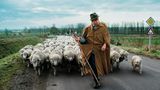 Animals von Steve McCurry