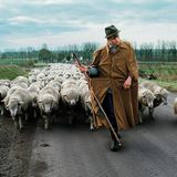 Animals von Steve McCurry