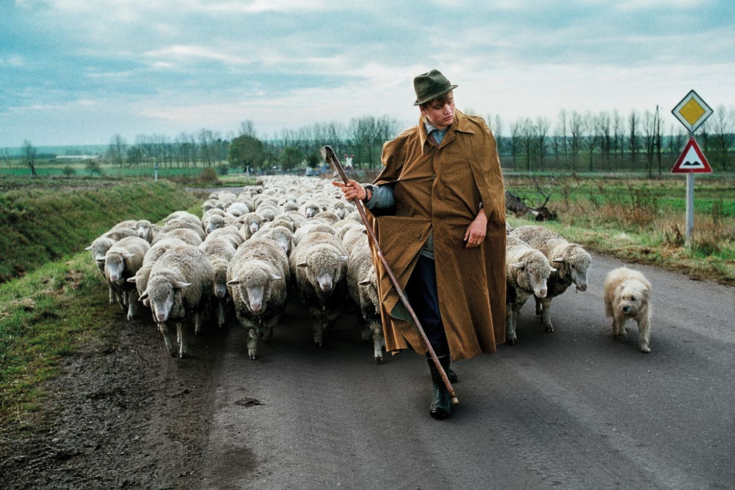 Animals von Steve McCurry