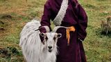 Animals von Steve McCurry