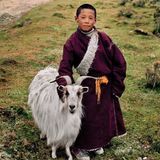 Animals von Steve McCurry