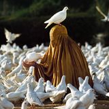 Animals von Steve McCurry
