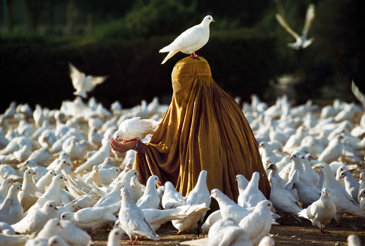 Animals von Steve McCurry