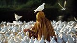 Animals von Steve McCurry