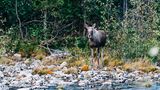 Elch in Norwegen